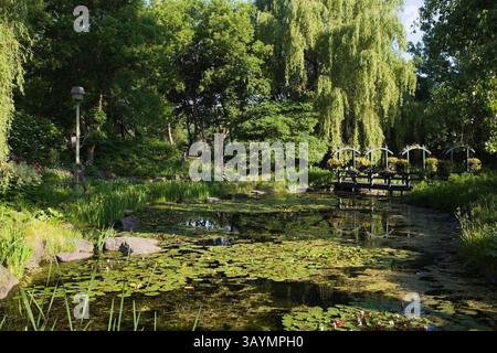 Holzsteg über den Teich mit Nymphaea - Wasserlilien, Chlorophyta - Grünalgen und Typha latifolia - Gemeine Katzenschwänze, die von Salixbäumen begrenzt werden. Stockfoto