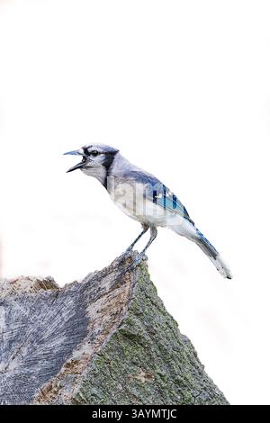Ein blauer jay, der auf einem verwitterten Stumpf thront, mit offenem Schnabel mitten in der Höhle, dessen leuchtendes blaues Gefieder vor dem weißen Hintergrund auffällt. Stockfoto