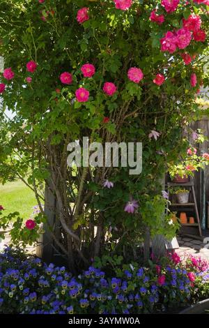 Rosa Kletterstrauch „William Baffin“, unterpflanzt mit blauem Epigaea repenus - Mayflowers im Hinterhof im rustikalen Garten im späten Frühjahr. Stockfoto