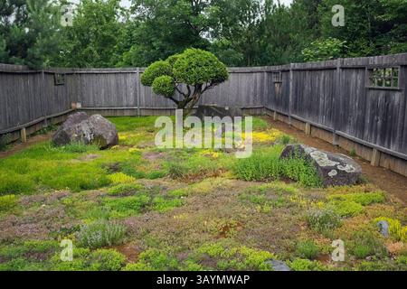 Abgeschnitten Thuja occidentalis - White Cedar Baum, der üppigen Vegetation und Felsen mit Flechten Wachstum im Zen Garten im Sommer abgedeckt. Stockfoto