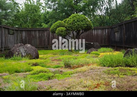 Abgeschnitten Thuja occidentalis - White Cedar Baum, der üppigen Vegetation und Felsen mit Flechten Wachstum im Zen Garten im Sommer abgedeckt. Stockfoto