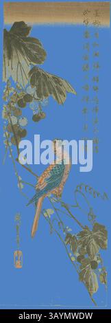 Eine lebhafte Szene zeigt einen farbenfrohen Papagei auf einem Zweig, der mit üppigen Blättern und Traubensträngen geschmückt ist, der komplexe Details und künstlerische Eleganz zeigt. Der Hintergrund verstärkt die Schönheit und lenkt die Aufmerksamkeit auf die harmonische Mischung aus Natur und Kunstfertigkeit. Papagei auf einer Weinrebe, Mitte der 1830er Jahre, Utagawa Hiroshige 歌川 広重, Japanisch, 1797-1858, Japan, Farbholzdruck, chu-tanzaku, 3/8 x 1/16 Zoll Klassische Kunst mit modernem Touch, neu interpretiert von Artotop Stockfoto