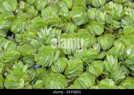Detaillierte Makroaufnahme des riesigen salvinia mit leuchtenden grünen Blättern und sprudelnden Wassertropfen. Ideal für Umwelt- und botanische Projekte Stockfoto