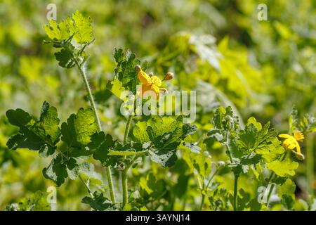 Chelidonium majus L., allgemein bekannt als Großcelandine, zeigt seine charakteristischen gelben Blüten und gefiederten Blätter während der Frühlingsblüte. Stockfoto