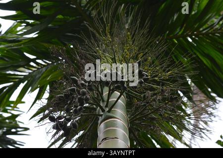 Lebendige Areca-Palme mit Früchten und Blumen, perfekt für Anzeigen, Öko-Branding, tropische Reisen, Wellness-Produkte, oder Marketinggrafiken mit Naturmotiven Stockfoto