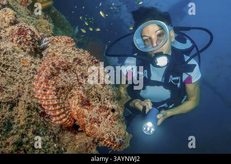 Taucher, der ein beleuchtetes großes Exemplar von Scorpionfischen (Scorpaenopsis barbata) im tropischen Korallenriff, Andamanensee, EAS, ansieht Stockfoto