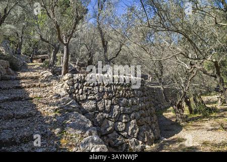 Pfad in einer alten Kulturlandschaft mit Olivenbäumen in einem Terrassengarten mit großen Steinmauern ein sonniger Sommertag, Mallorca, Spanien, Europa Stockfoto