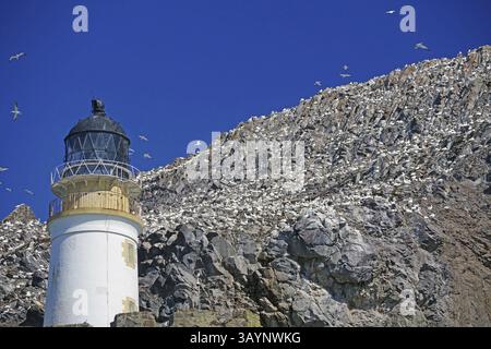Großer Leuchtturm vor der felsigen Küste mit vielen Vögeln und klarem Himmel, Bass Rock, North Berwick, Schottland, Großbritannien Stockfoto