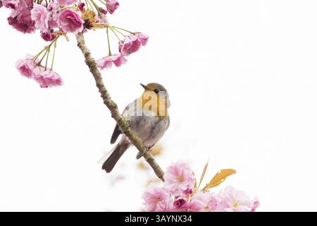 Robin (Erithacus rubecula) sitzt auf einem Zweig mit rosa Kirschblüten, Hessen, Deutschland, Europa Stockfoto