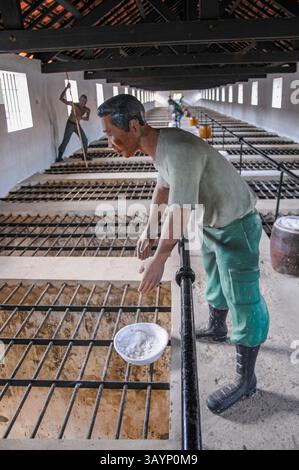 Modell eines Gefängniswärters, der Kalk auf Gefangene in den Tigerkäfigen, Con Son Prison Prison, Vietnam Stockfoto