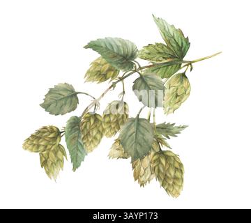 Wasserfarben-Hops-Verzweigung. Hopfenbitterblätter und grüne Kegel Pflanzen lockigen Zweigstiel. Blumenernte. Handgezeichnete Aquarellabbildung für Bieretikett für Stockfoto