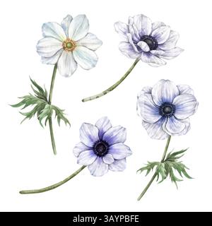 Anemonen weiß und weich violett mit grünen Blättern. Botanisches Set mit isolierten Illustrationen, geeignet für Grußkarten, Hochzeitseinladungen Stockfoto