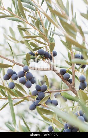 Olivenbaum beladen mit Oliven von violetter Farbe, der an Ästen mit grünen Blättern hängt, in einem Waldfeld in ländlicher Landwirtschaft mit Ackerland. Stockfoto