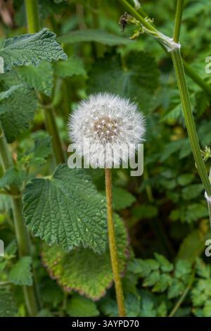 Ein einziger Löwenzahn im Fokus, der sanft vor einem grünen Hintergrund ruht Stockfoto