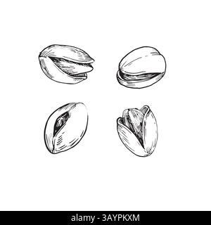 Pistazienmuttern Vektor-Illustration Set. Handgezeichnete Tuschenskizzen von Pistaziensamen in der Schale. Stock Vektor