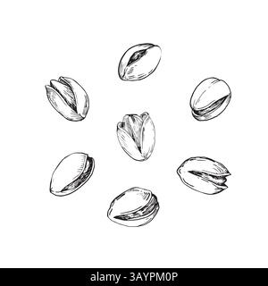 Pistazienmuttern Vektor-Illustration Set. Handgezeichnete Tuschenskizzen von Pistaziensamen in der Schale. Stock Vektor