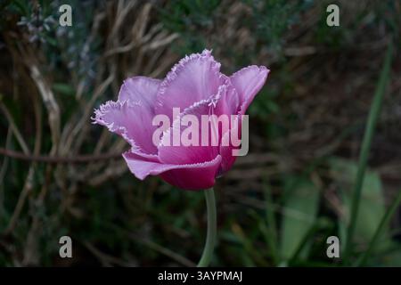 Garden Tulpe violett. Tulipia gesneriana Stockfoto