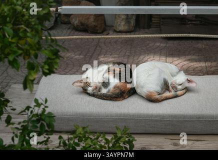 Zwei süße Katzen, die sich im Ball zusammengerollt haben, schlafen friedlich auf dem Sitzpolster in der Straße Vietnams Stockfoto