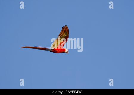 Scharlach im Flug in Costa Rica Stockfoto
