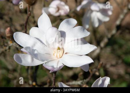 Weiße Magnolienblüten. Eine große, offene Magnolienblüte in voller Blüte. Blütenknospen auf einem Baumzweig im Garten. Frühling blühende Natur, Zeit der Natur Stockfoto