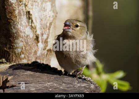 Eine Nahaufnahme eines Eurasischen Buchbeins (Fringilla coelebs), der auf einem Baumstumpf thront, mit offenem Schnabel. Stockfoto