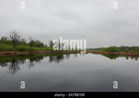 Ruhiger See, an der Küste tote Eichen, starben aufgrund der erhöhten Wasserstände, die sich in stillen Gewässern widerspiegelten Stockfoto