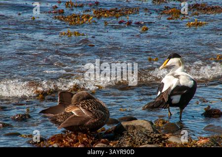 Der Eider, auch bekannt als St. Cuthberts Ente oder Cuddys Ente Stockfoto