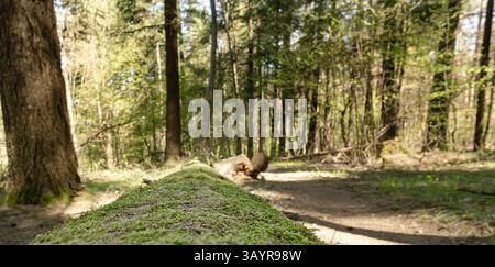 Ein gefallener Baum, bedeckt mit Moos in einem Kiefernwald, der sich mit dem umliegenden Grün verschmilzt. Stockfoto