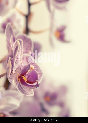 Ein Nahbild einer Orchidee, aufgenommen mit sanften Tönen Stockfoto