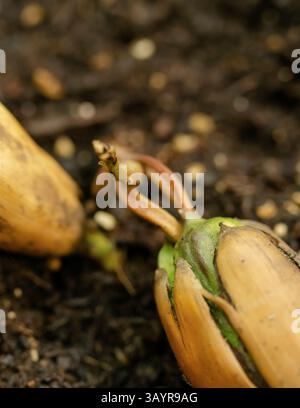 Eine Eichel, die Wurzeln in den Boden sprießt und den Beginn des Wachstums in der Natur erfasst. Stockfoto