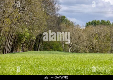 Ein Blick über ein Feld in Richtung Wald, im Frühling Stockfoto