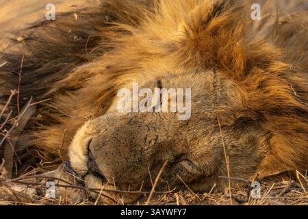 Nahaufnahme des Kopfes eines großen schlafenden Löwen mit einer beeindruckenden Mähne in Südafrika Stockfoto