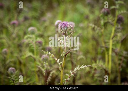 Lacy Phacelia, auch bekannt als fiddleneck, im Frühjahr mit einer geringen Tiefenschärfe Stockfoto