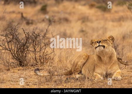 Eine Löwin scheint zu lächeln, während sie in Südafrika liegt Stockfoto