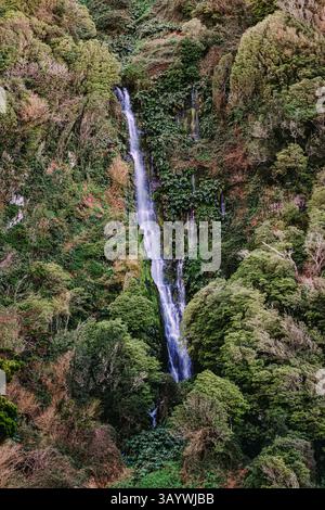 Wasserfall inmitten üppiger grüner Vegetation in Sao Jorge, Azoren. Atemberaubende Naturkulisse mit Wasser, das durch eine Felsenklippe fließt, umgeben von dichtem Wasser Stockfoto
