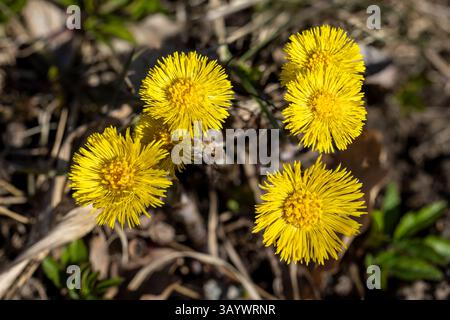 Die Coltsfoot blüht im Frühjahr Stockfoto