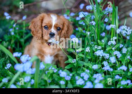 Ruby Cavalier, König Charles Spaniel, spielt in einem Garten Stockfoto