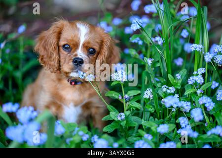 Ruby Cavalier, König Charles Spaniel, spielt in einem Garten Stockfoto