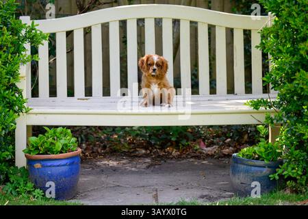 Ruby Cavalier, König Charles Spaniel, spielt in einem Garten Stockfoto