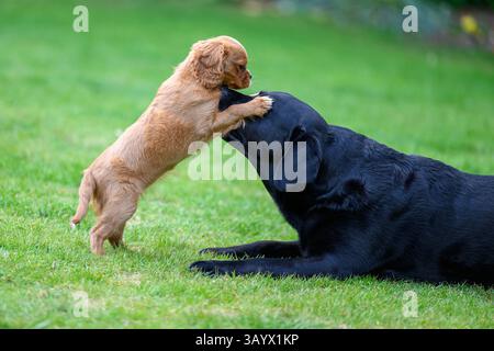 Ruby Cavalier, König Charles Spaniel, spielt in einem Garten Stockfoto