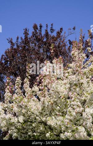 Apfelblüte mit Kupferbuche dahinter Stockfoto