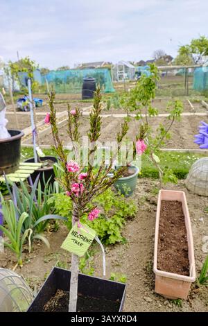 Junge Nektarine „Garden Beauty“ in Blüte im frühen Frühling im Freien in Großbritannien Stockfoto
