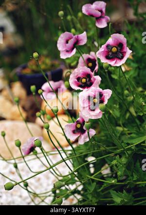 Großaufnahme Lila Mohnblume In Blüte Im Frühling, Stockfoto