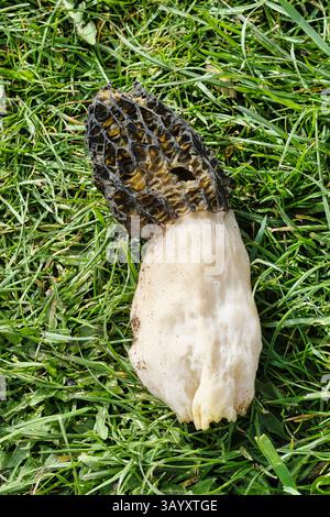Stinkhornpilz wurde von einer überwinterten Pflanze in einem Gewächshaus ausgegraben Stockfoto
