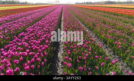 Bunte Reihen blühender Tulpen ziehen sich durch die Landschaft in Flevoland, Niederlande. Die lebendigen Blumen sorgen für eine atemberaubende Ausstellung und laden Besucher ein, die Schönheit des Frühlings zu erkunden. Stockfoto