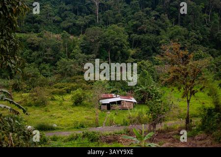 Üppige Vegetation umgibt ein kleines Holzhaus mit einem rostigen Metalldach, eingebettet in eine Lichtung in einem dichten Regenwald Stockfoto