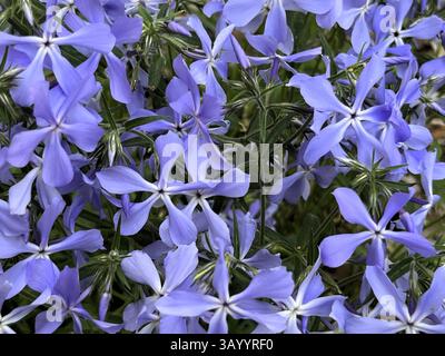 Eine Gruppe von wilden blauen Phlox-Blüten vor grünen Blättern im Hintergrund. Stockfoto