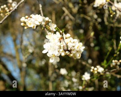 Die wilde Kirsche blüht mit weißen Blüten und lockt die ersten Bienen an, die Nektar sammeln – ein wunderschöner Frühlingsmoment in der Natur. Stockfoto