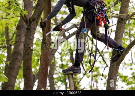 Symbolfoto zum Thema Baumpflege. Ein Mann aufgenommen bei der Baumpflege in Berlin, 23.04.2025. Berlin Deutschland *** symbolisches Foto zum Thema o Stockfoto