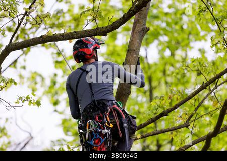 Symbolfoto zum Thema Baumpflege. Ein Mann aufgenommen bei der Baumpflege in Berlin, 23.04.2025. Berlin Deutschland *** symbolisches Foto zum Thema o Stockfoto
